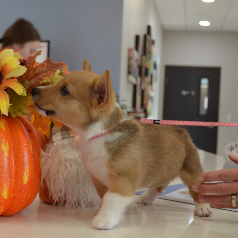 Corgi puppy visiting Mt. Horeb Animal Hospital