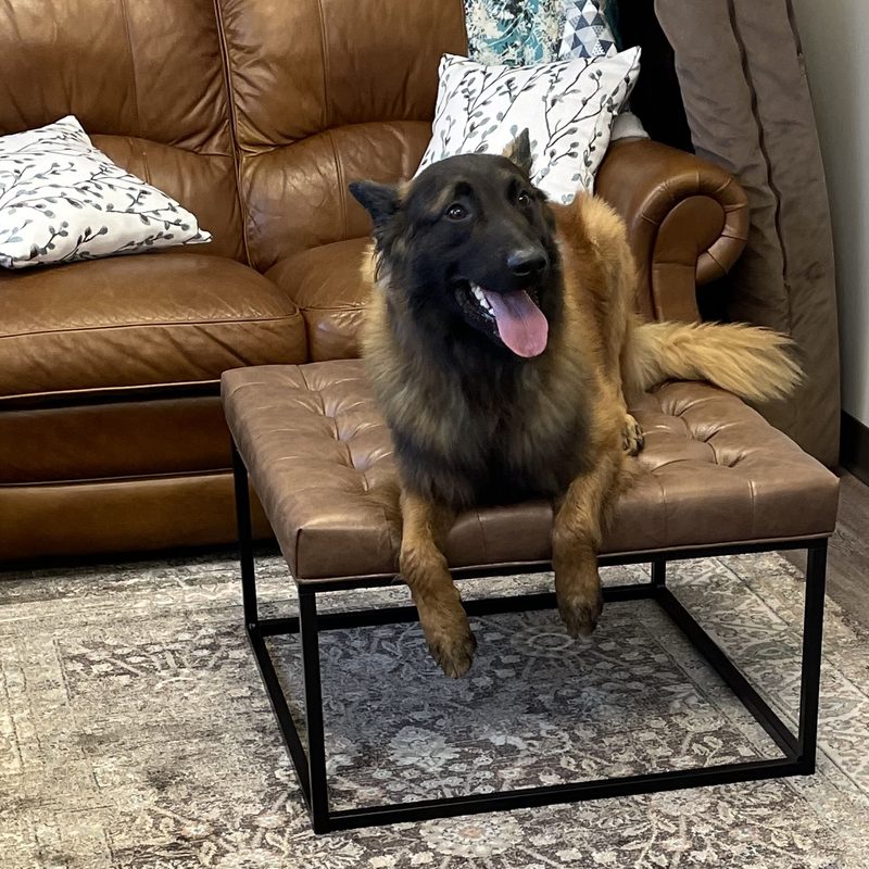 Shepherd relaxing in the lobby at Mt. Horeb Animal Hospital