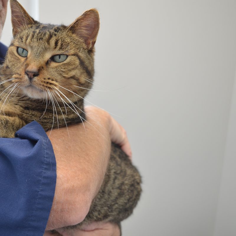 Tabby cat at Mt. Horeb Animal Hospital