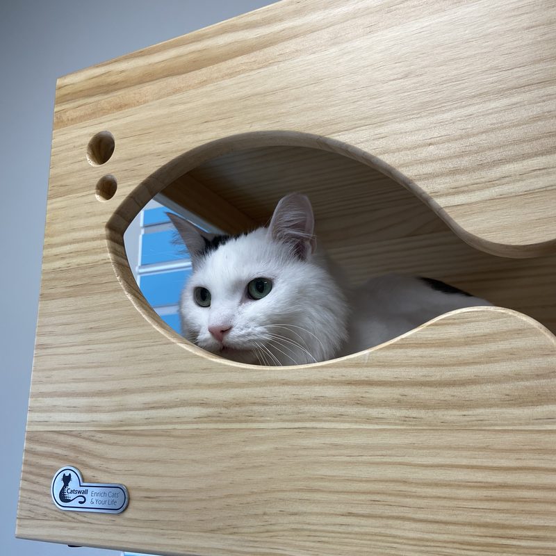 White cat resting in a cat cubby at Mt. Horeb Animal Hospital