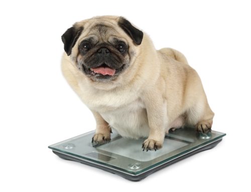 Dos and Don’ts of Pet Weight Management