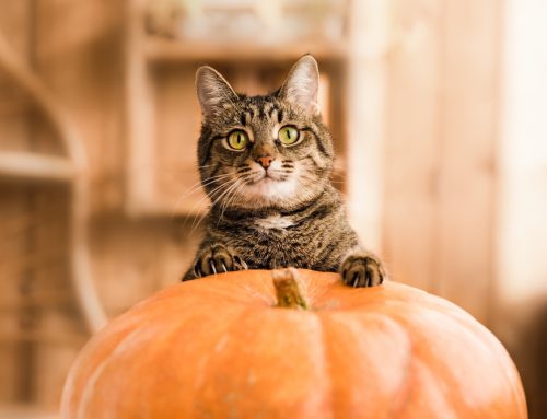 7 Tips for a Pet-Safe Thanksgiving